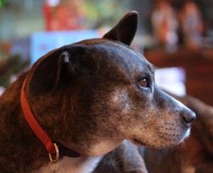 Picture of a dog with floppy ears.