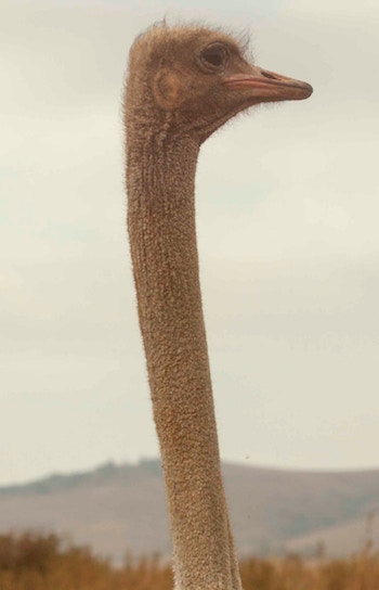 The Ostrich Effect: Burying Your Head in the Sand – DQYDJ